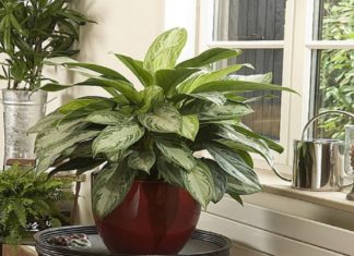 5-plantes-dinterieur-pour-purifier-lair-et-absorber-les-toxines
